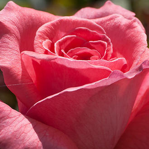Поръчка на рози - Чайно хибридни рози  - розов - Pоза Паризер Шарме - интензивен аромат - Матиас Танту - Цветята могат да достигна диаметър 3.9см.Те се огъват надолу,поради тяхната маса